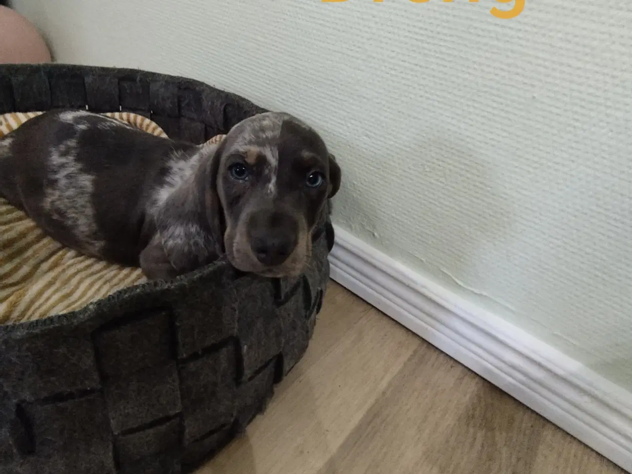 Billede 2 - GRAVHUNDE HVALPE KORTHÅRET UNIKKE FARVER