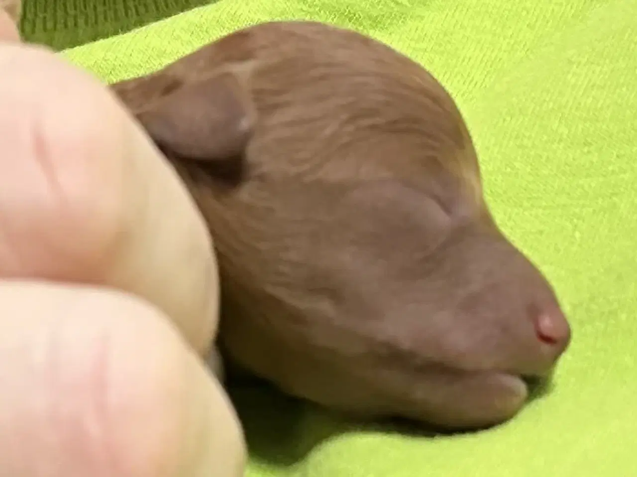 Billede 2 - Toy puddelhvalpe 🐾