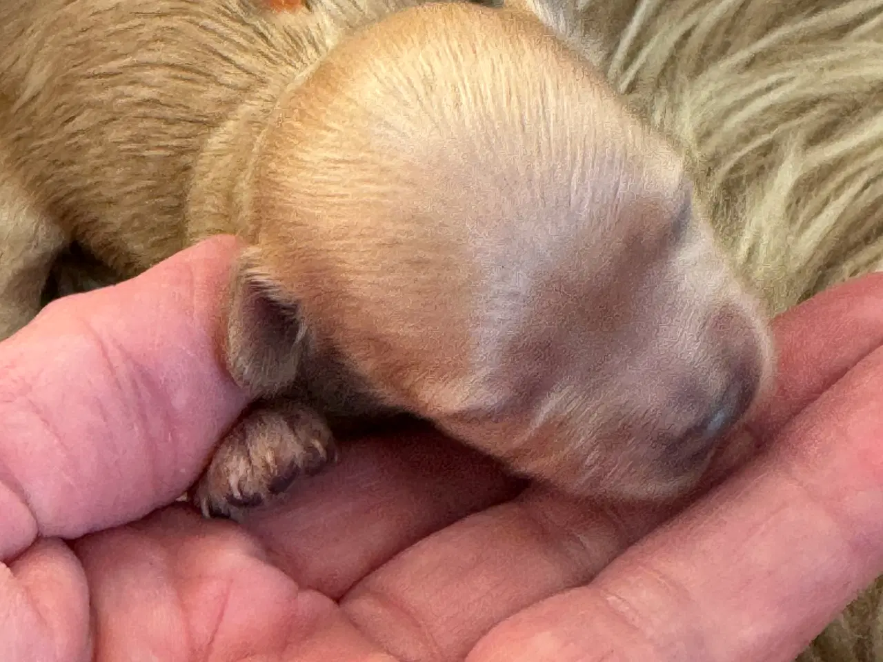 Billede 8 - Maltipoo til efterårs ferien ?