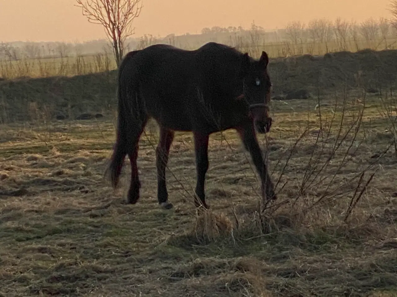 Billede 9 - 13 årig pensioneret traver hoppe/ hygge hest/