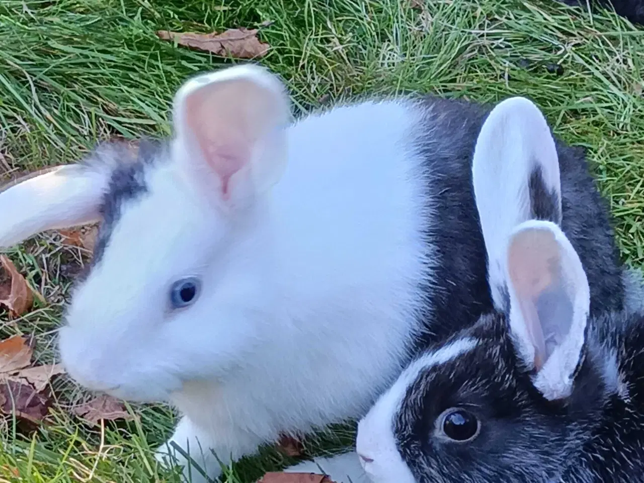 Billede 7 - Hvid Land/Hollænder kuld til salg.