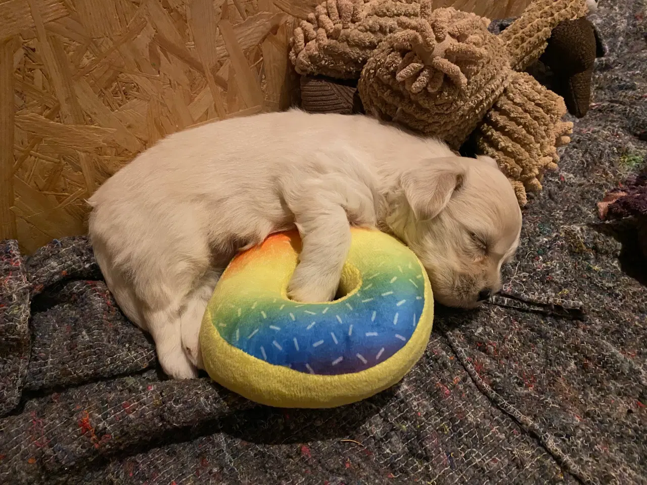 Billede 10 - Bomuldshunde - Havatons 