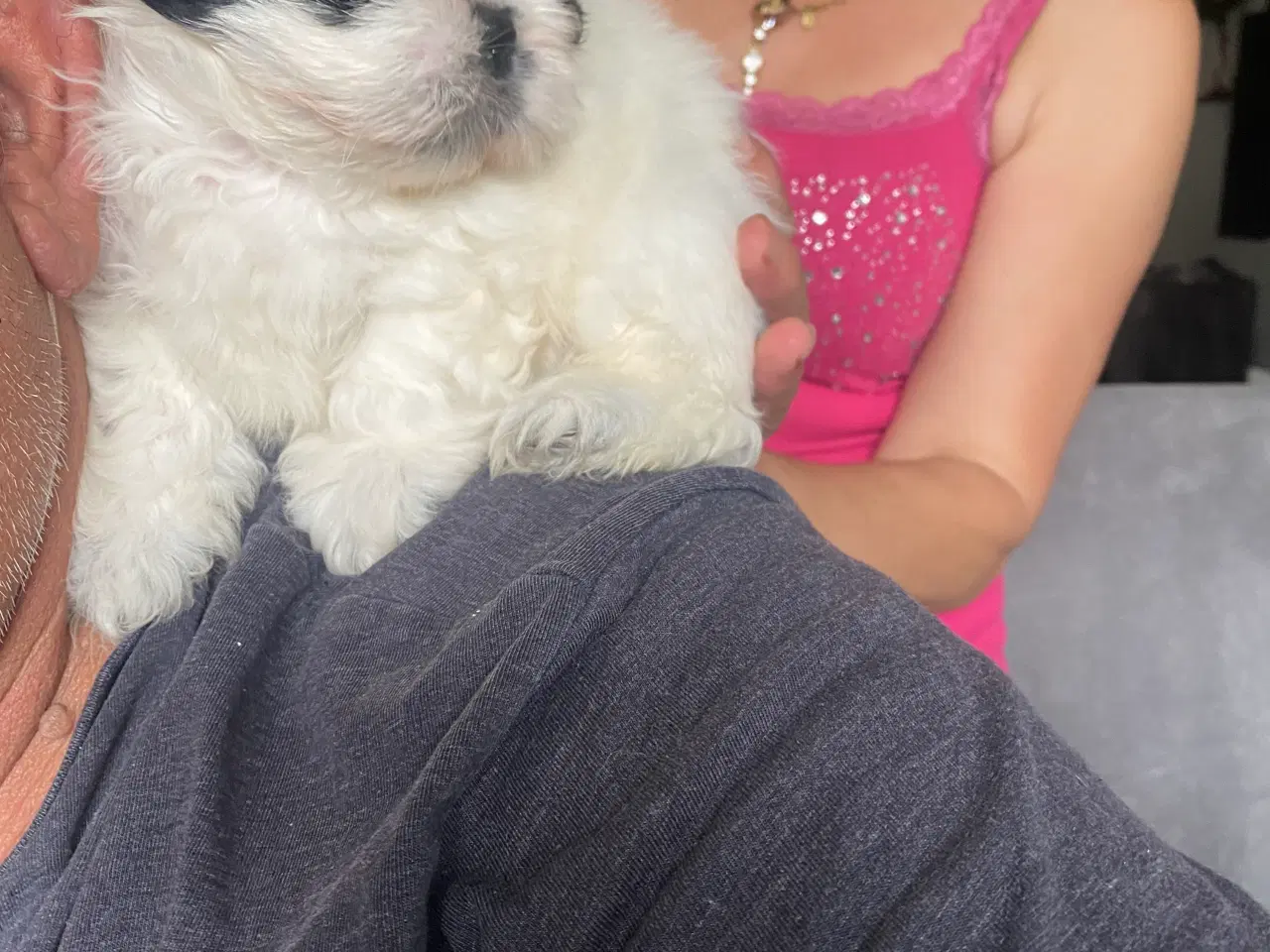Billede 6 - Shih Tzu Hvalpe salgsklar