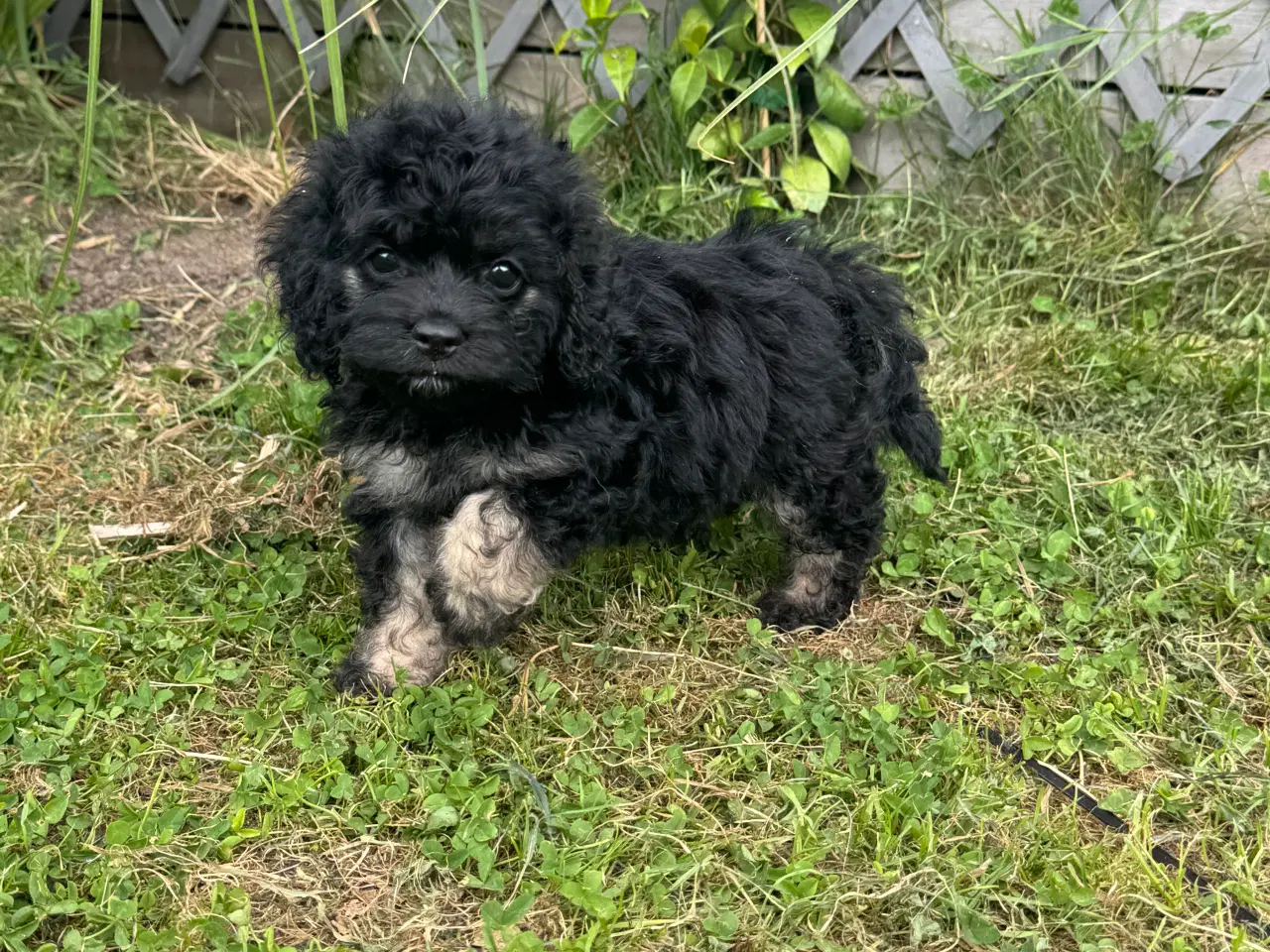 Billede 14 - Skønne Amerikansk cockapoo