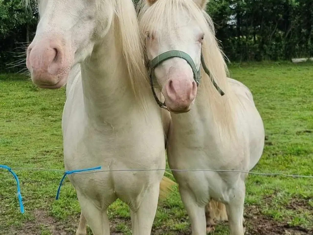 Billede 2 - Welsh hingst med licens