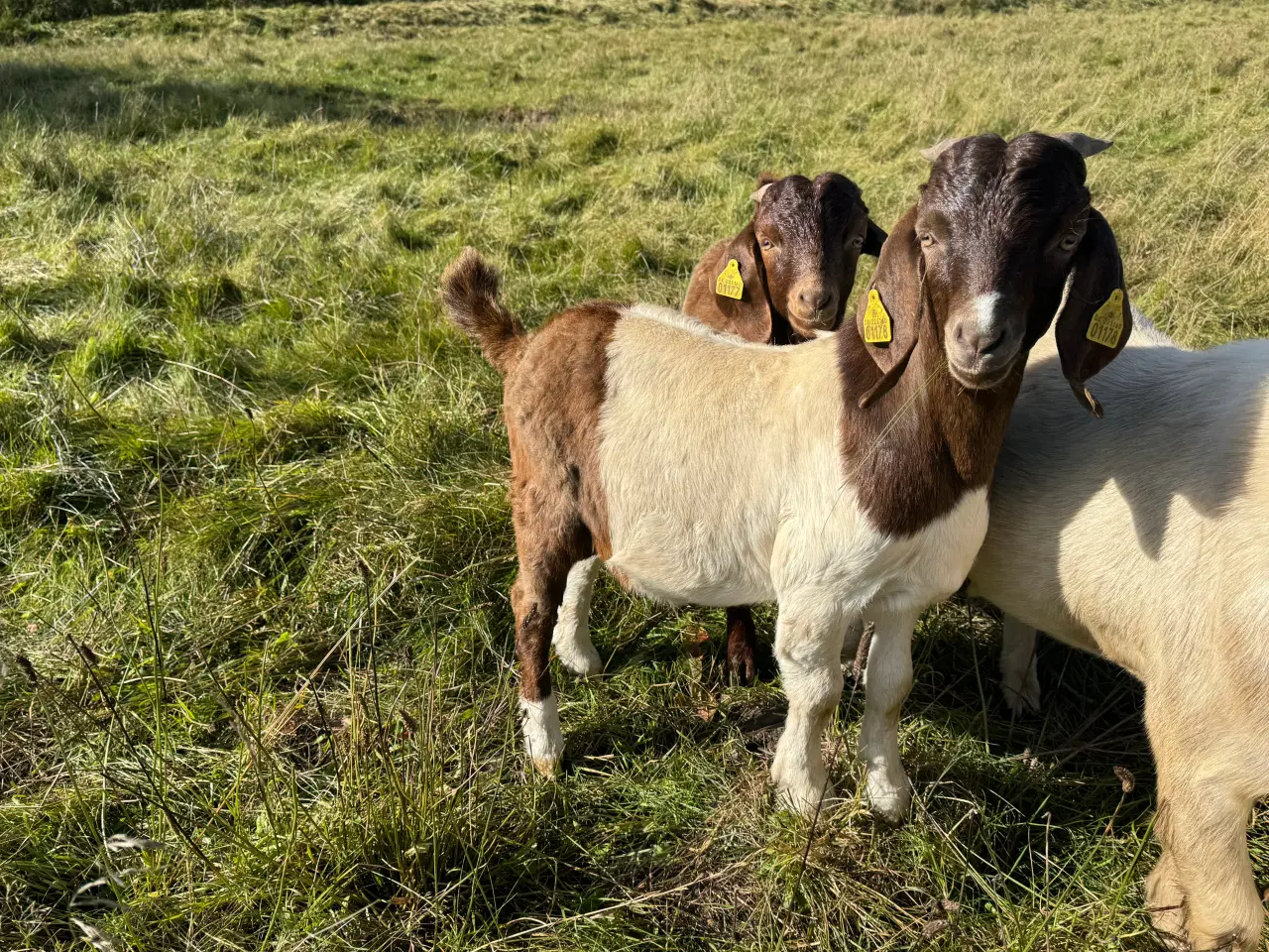 Billede 2 - Boer bukke