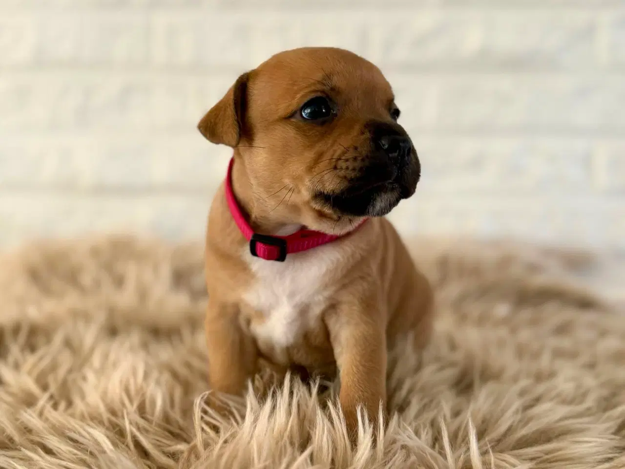 Billede 9 - 🐾 Staffordshire Bull Terrier hvalpe m. stamtavle