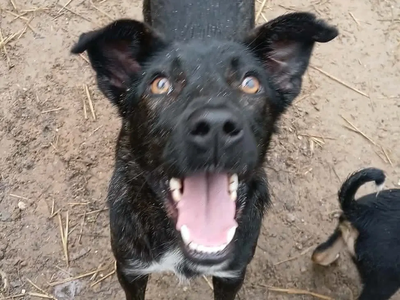 Billede 6 - Smukke Tulle leder efter sin egen familie 🩷