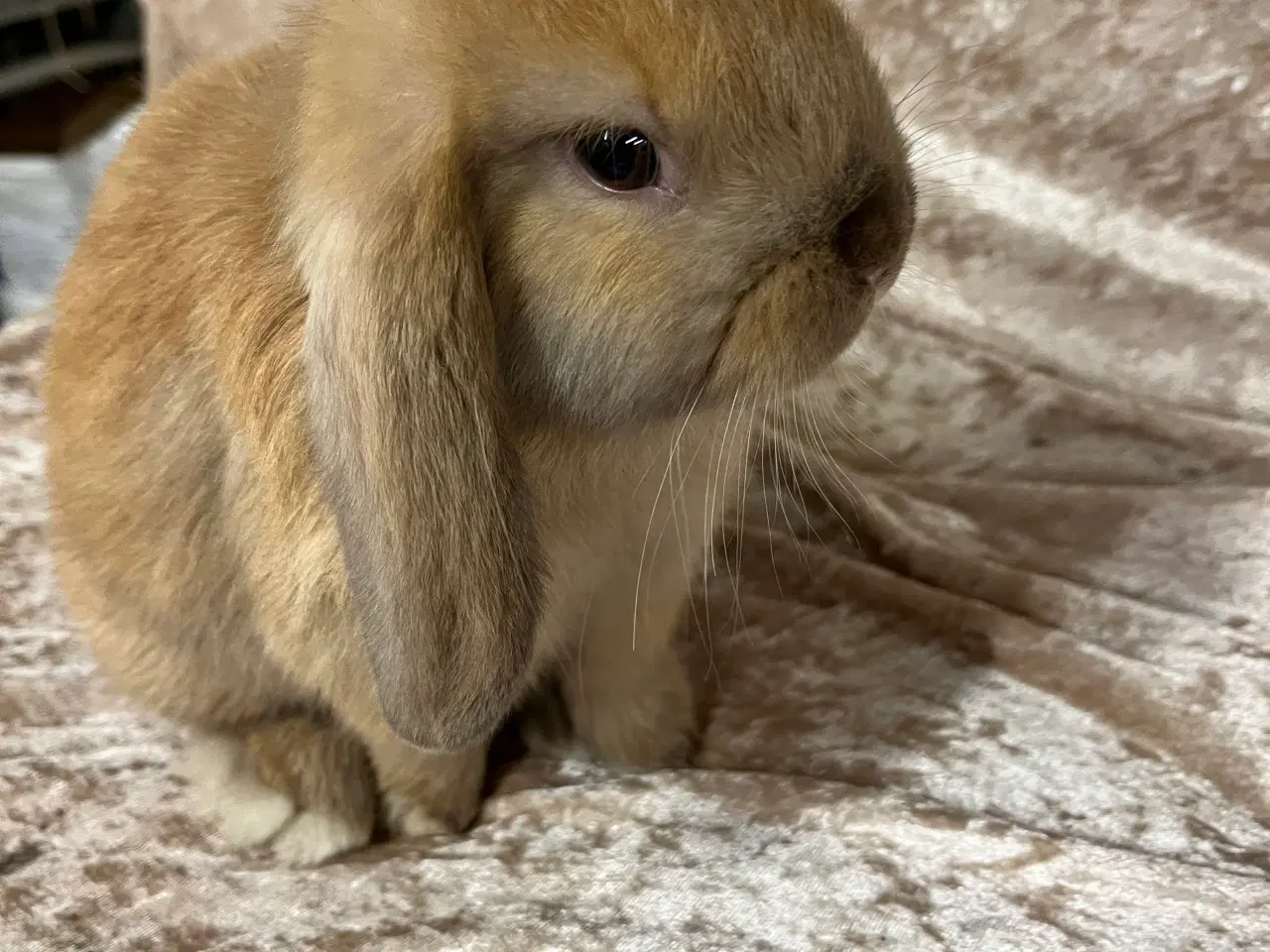 Billede 3 - Mini lop