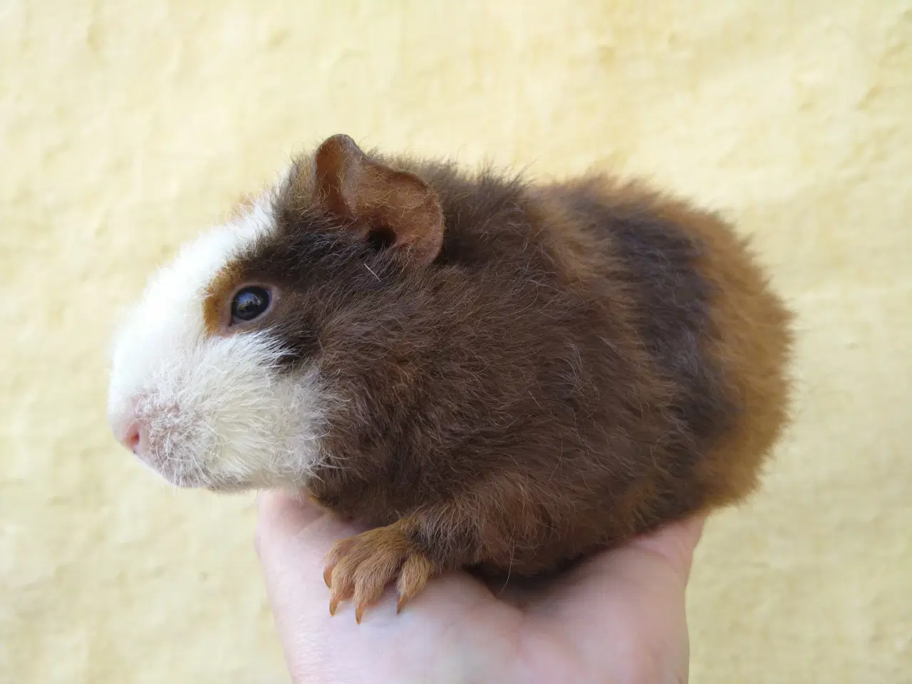 Billede 3 - 2 Teddy unger, halvbrødre 