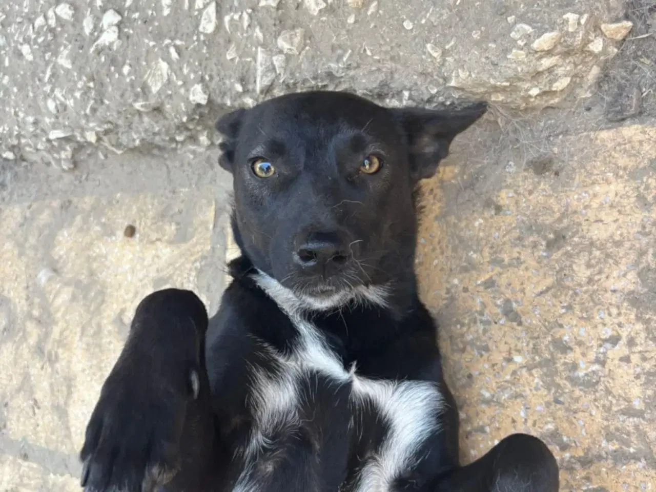 Billede 9 - Pips søger sine nye madslaver