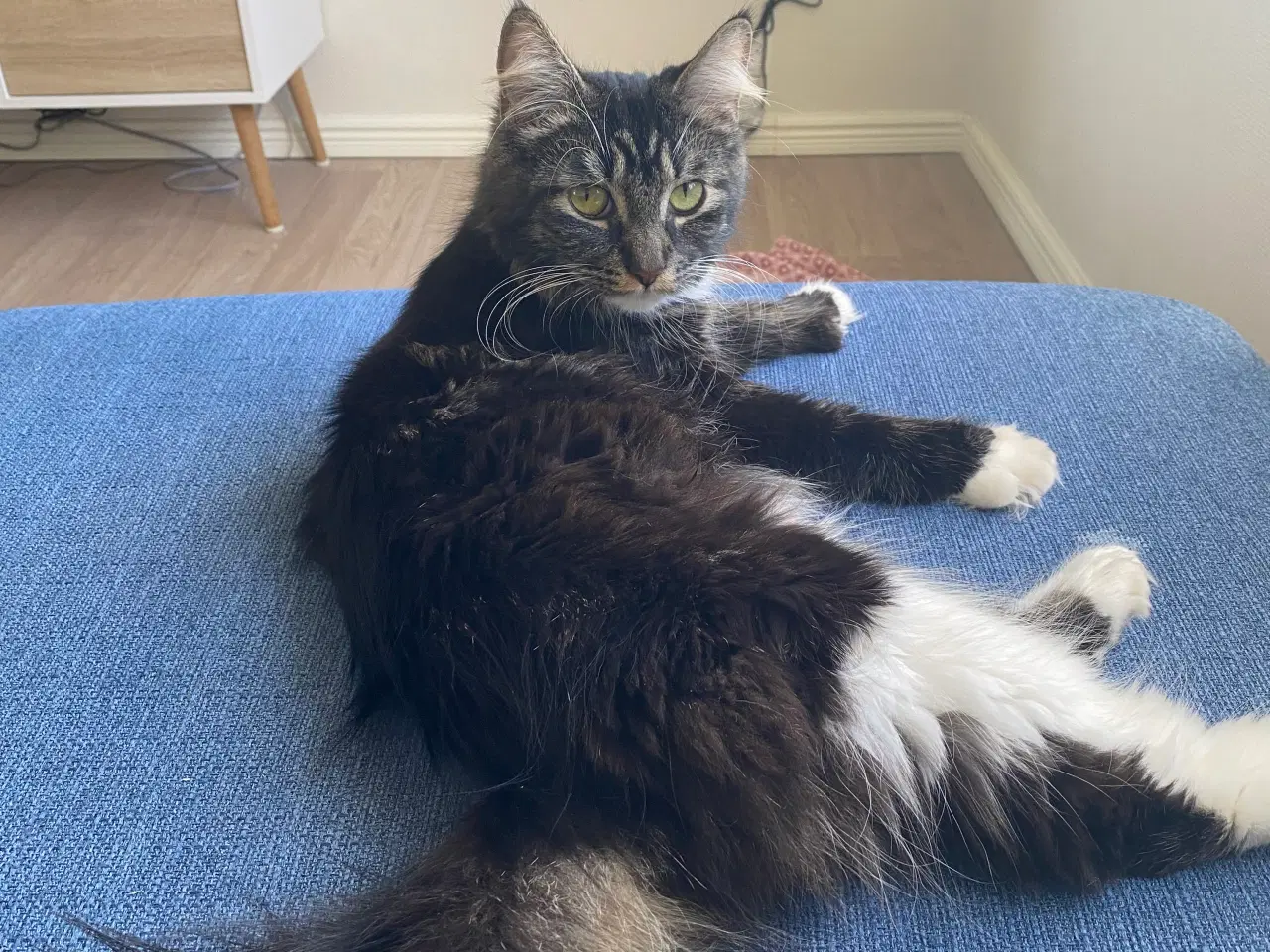 Billede 10 - Polydactyl Maine coon killinger