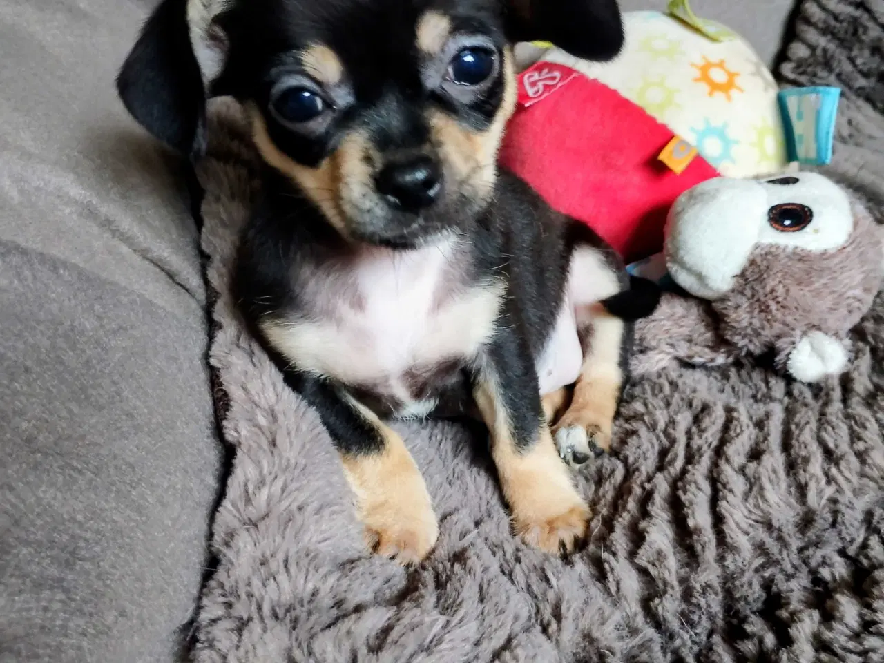 Billede 15 - Dejlige små race blandinge