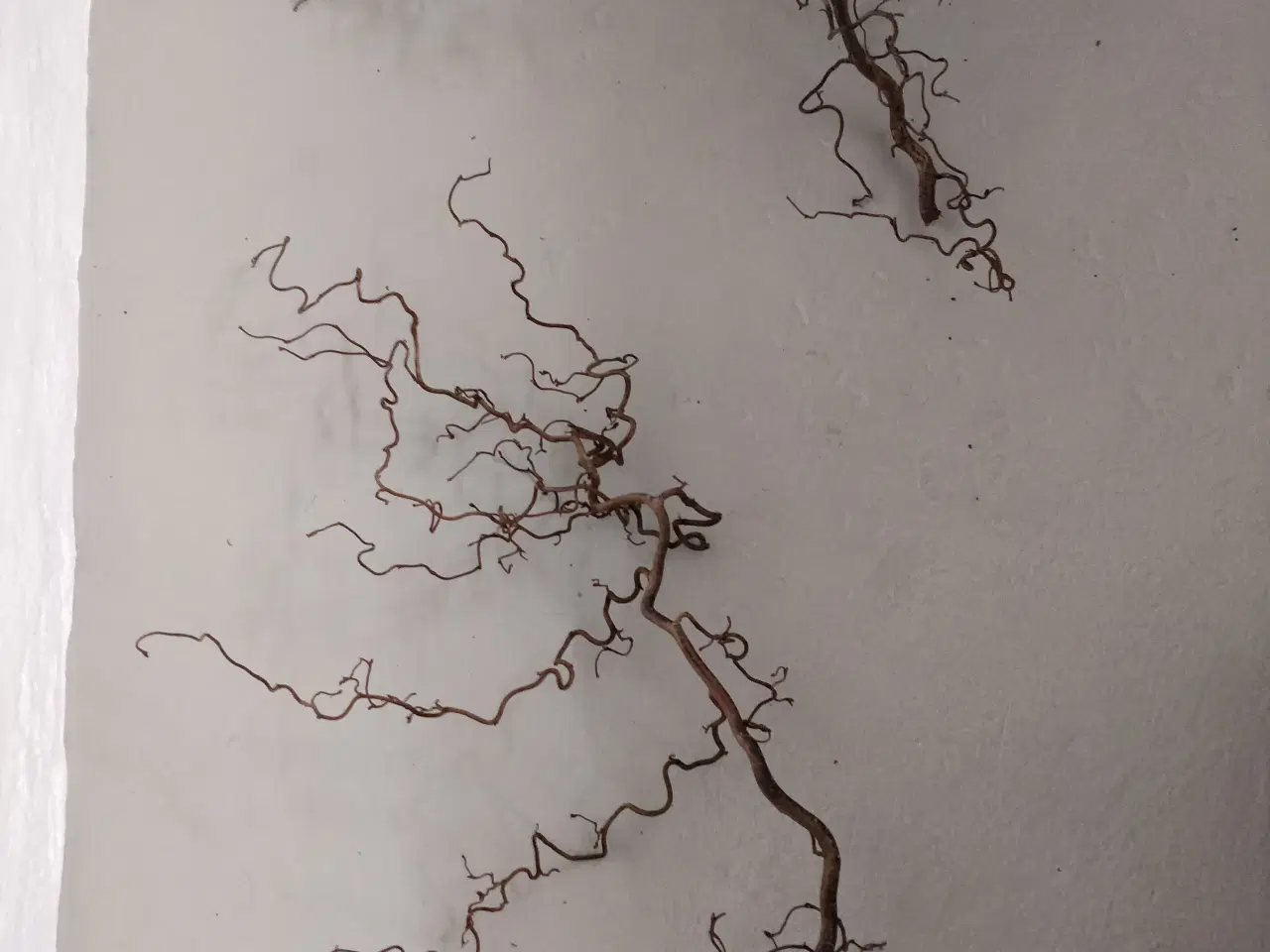 Billede 2 - Troldegrene