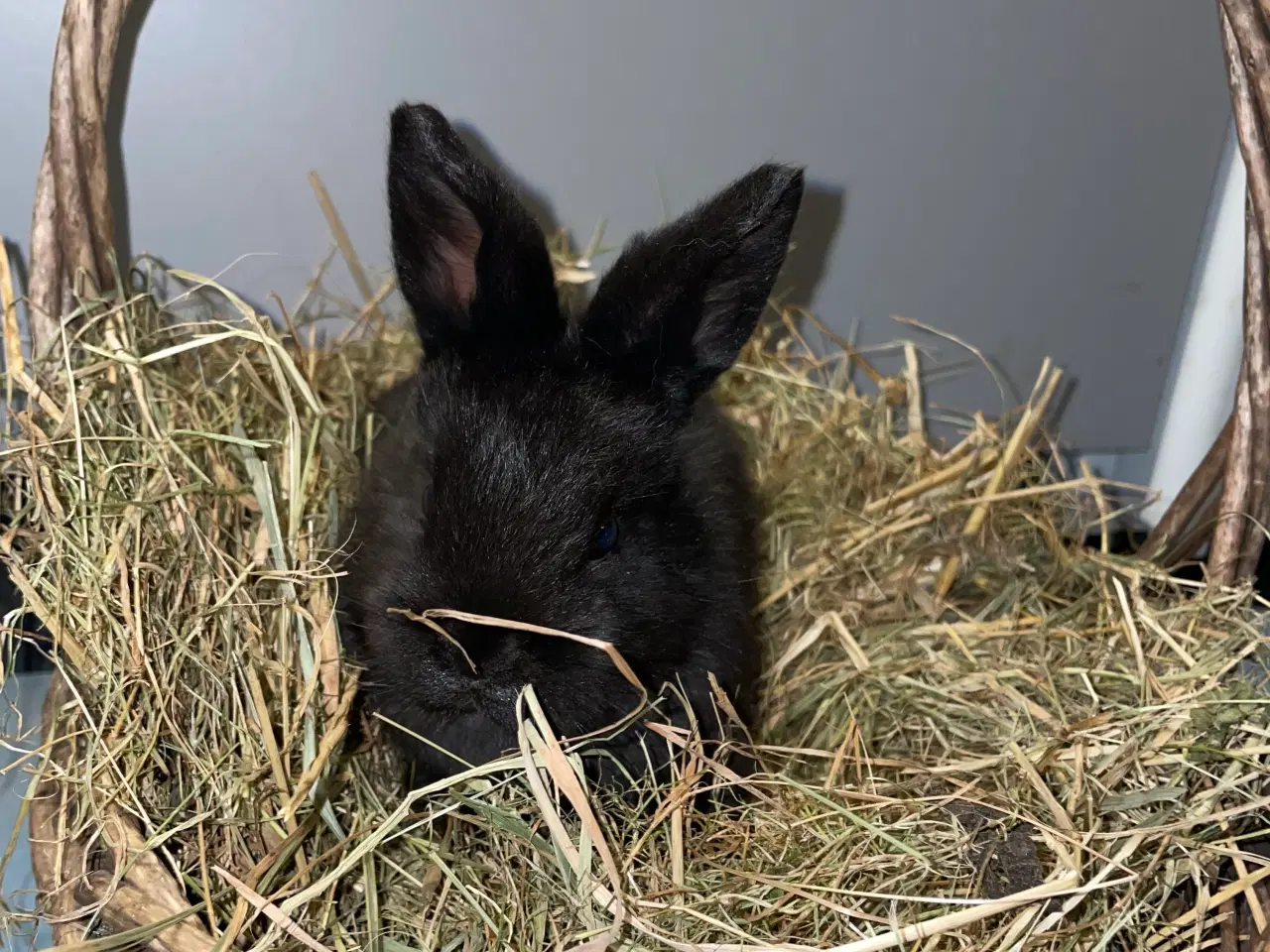 Billede 7 - Kaniner 