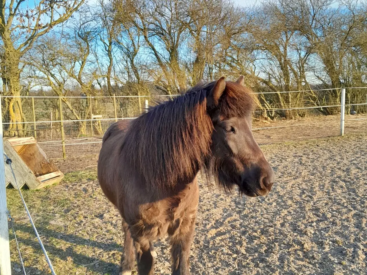 Billede 1 - Kola fra øen 