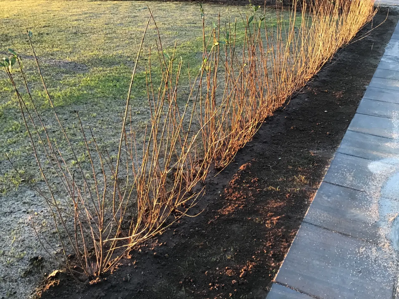 Billede 1 - Hækplanter Liguster 80-120 cm x 40 stk.