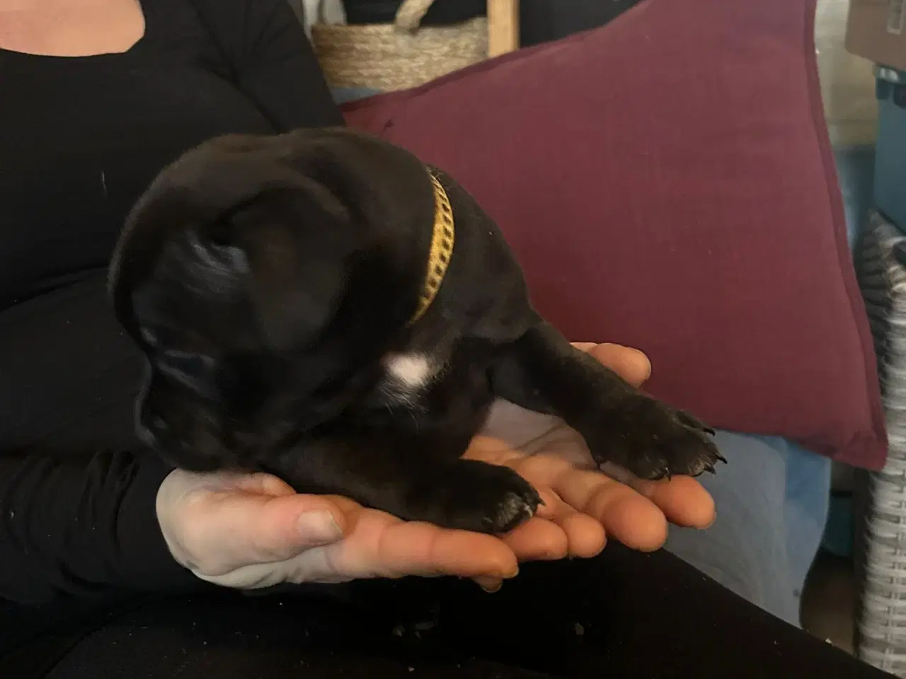 Billede 5 - Staffordshire Bull Terrier