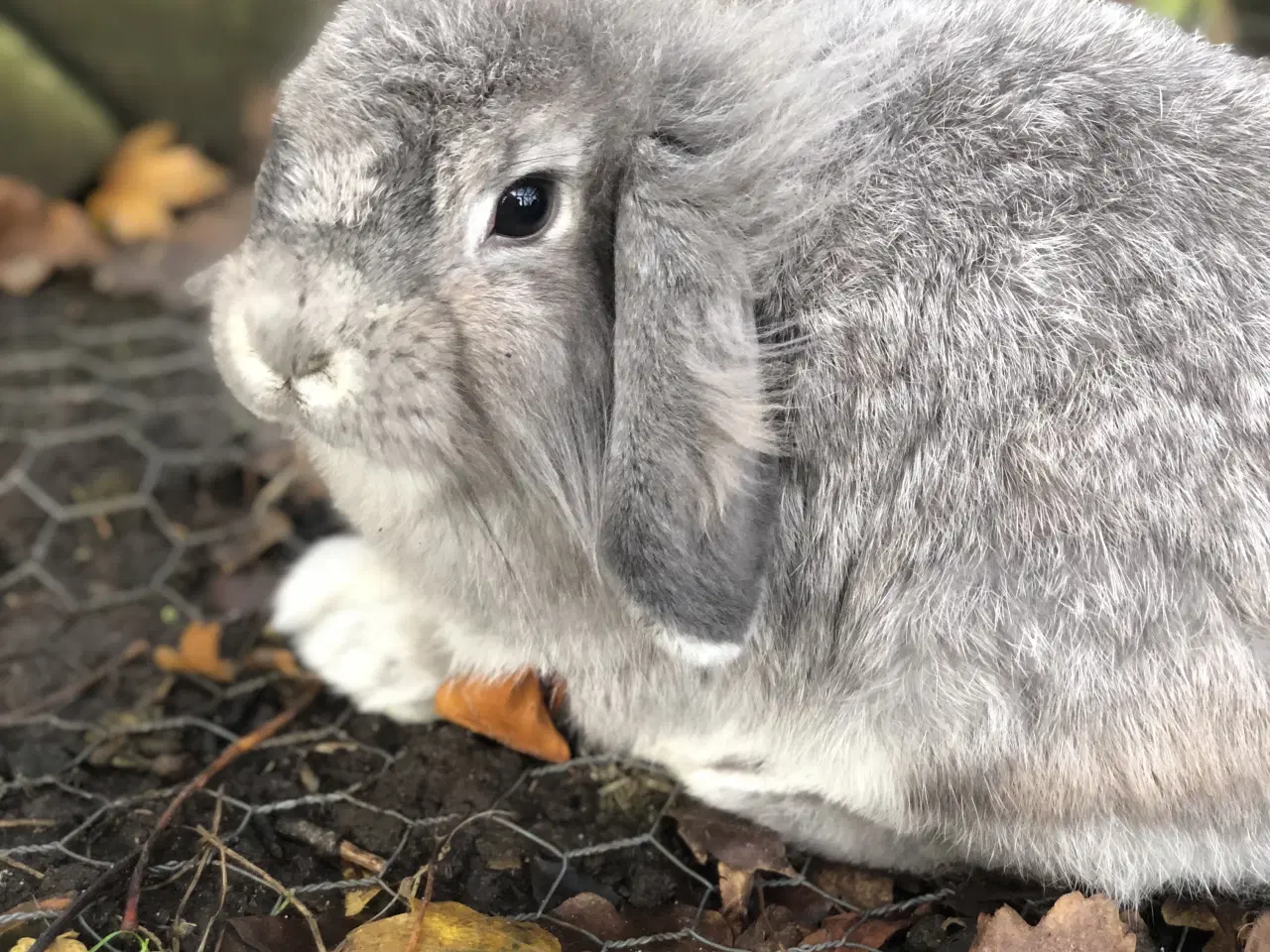 Billede 3 - Sød hunkanin børnevant og tam