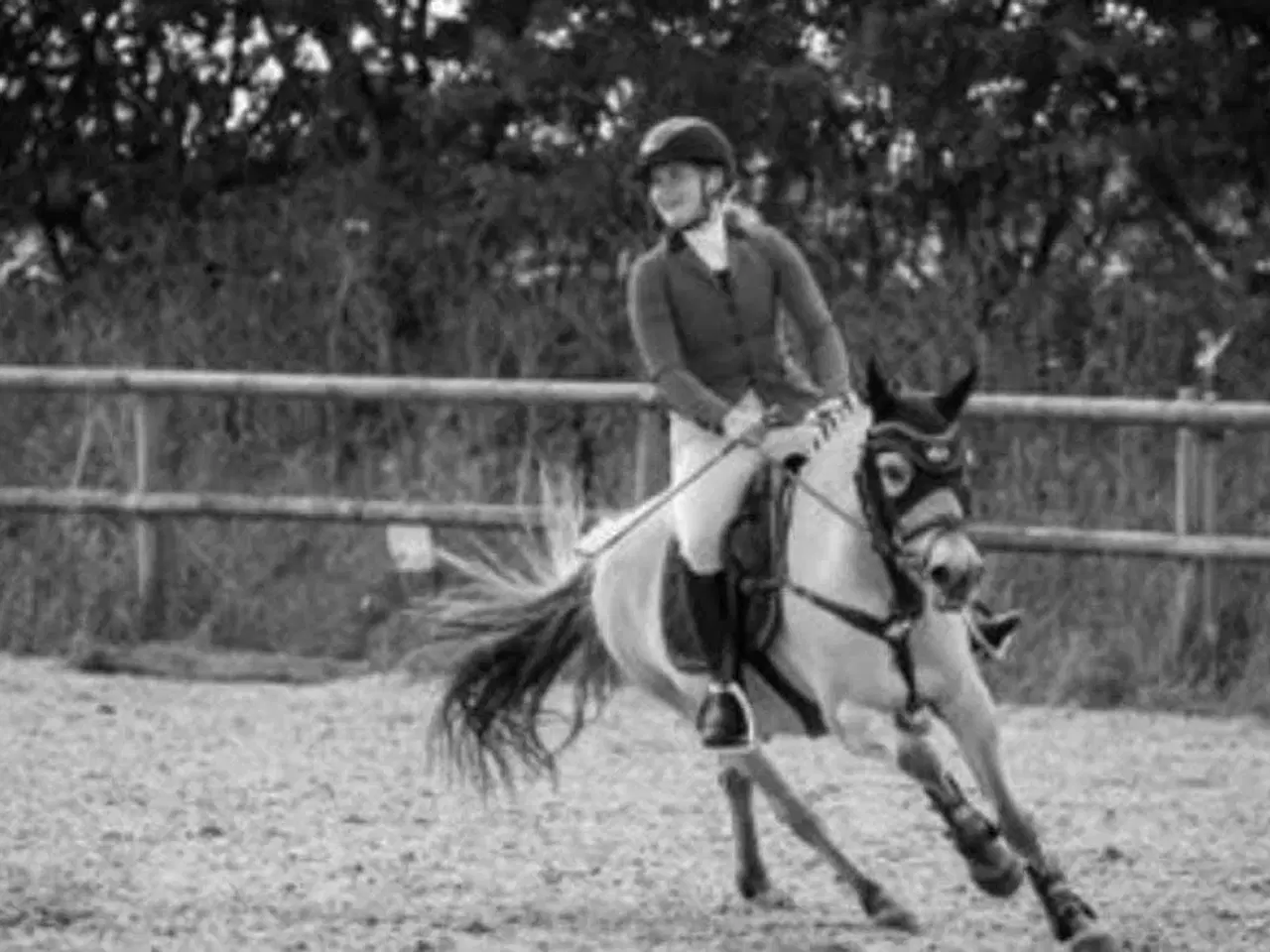 Billede 4 - Leder efter en part til min skønne pony!! 