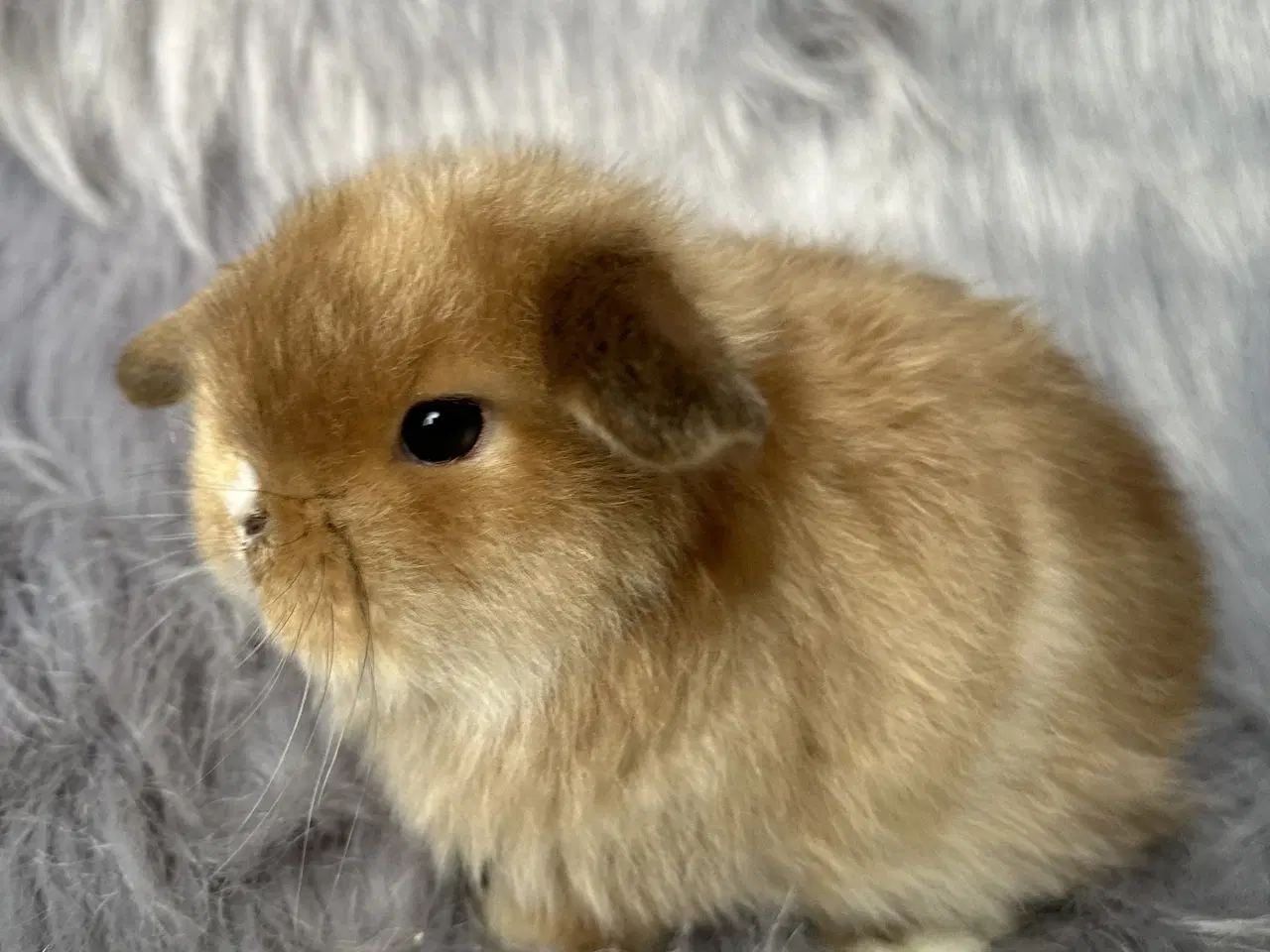 Billede 4 - Ægte Minilop kanin unge 