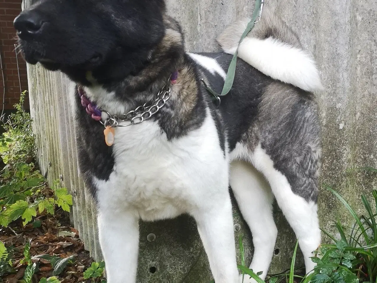 Billede 3 - American Akita 