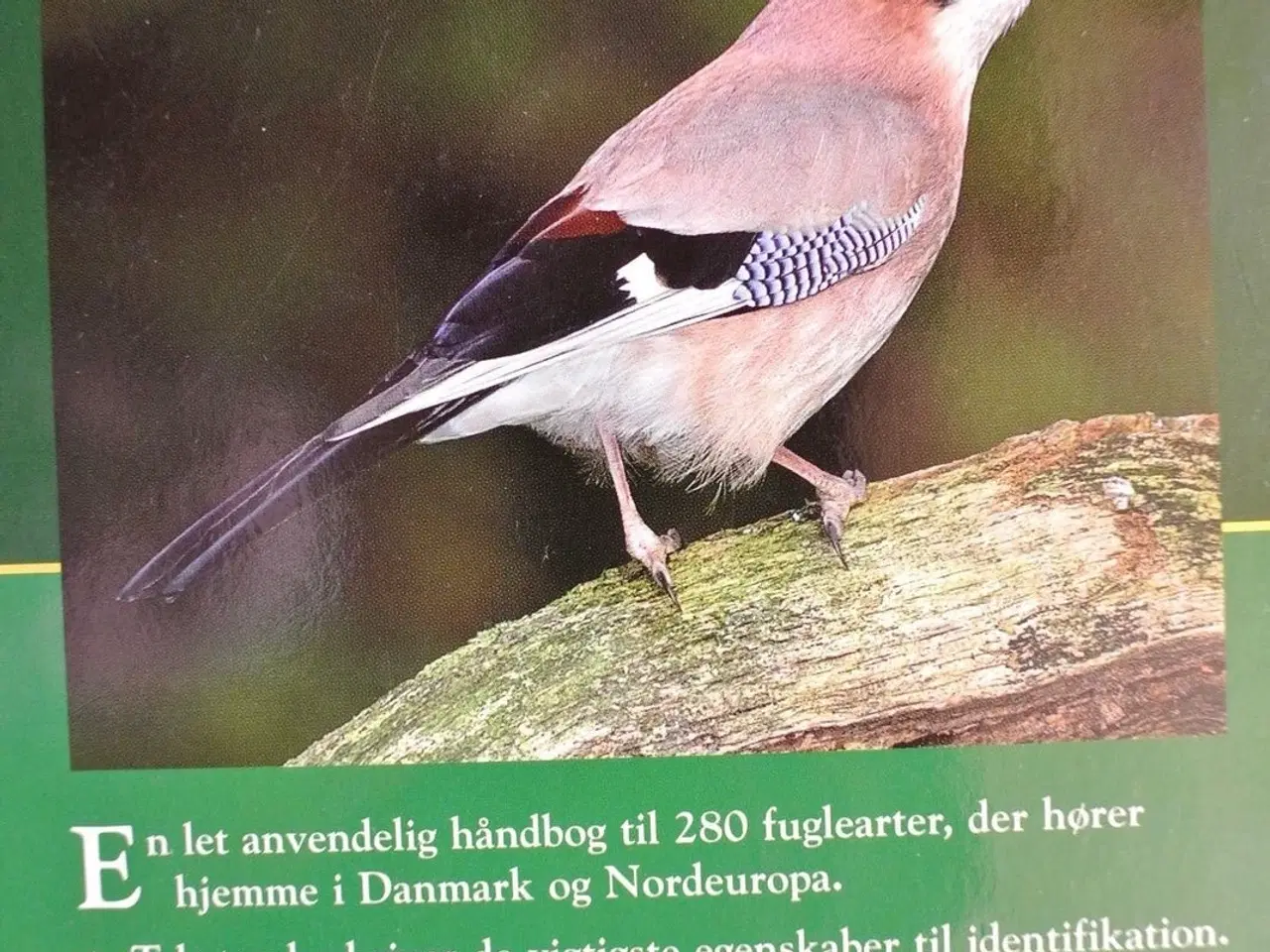 Billede 3 - en naturhåndbog til fugle i danmark og nordeuropa,