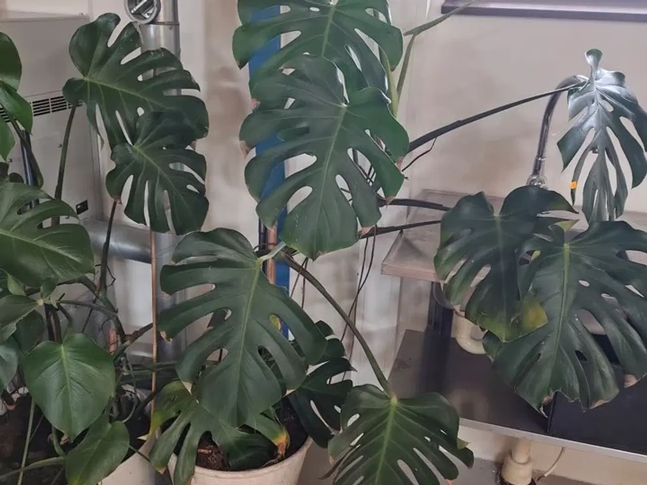 Billede 3 - To grønne planter i krukker