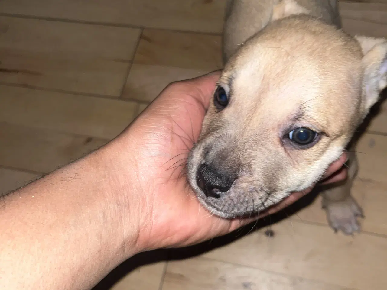 Billede 1 - Race: blanding malinois x staffordshire x Akita 