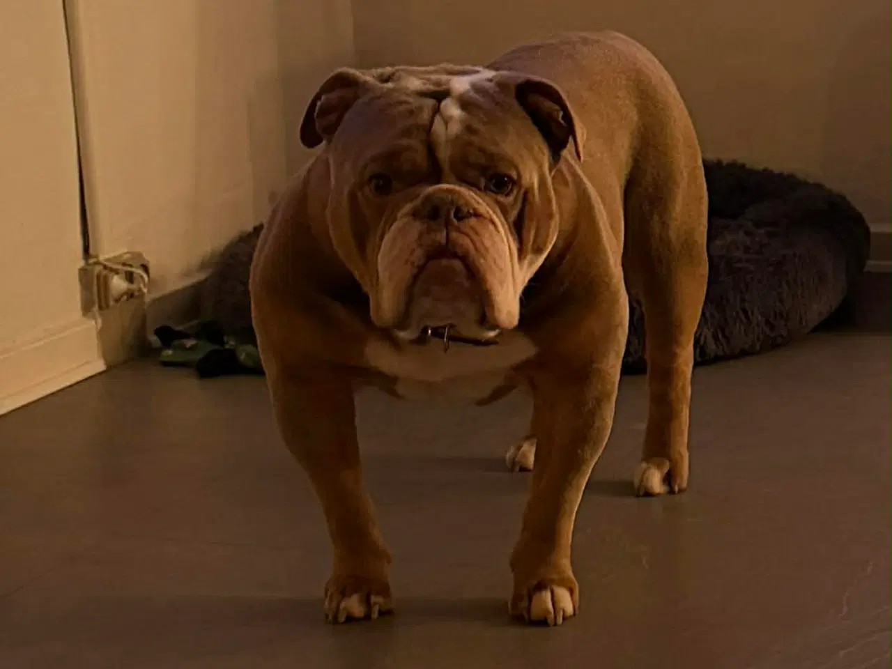 Billede 8 - Old english bulldog