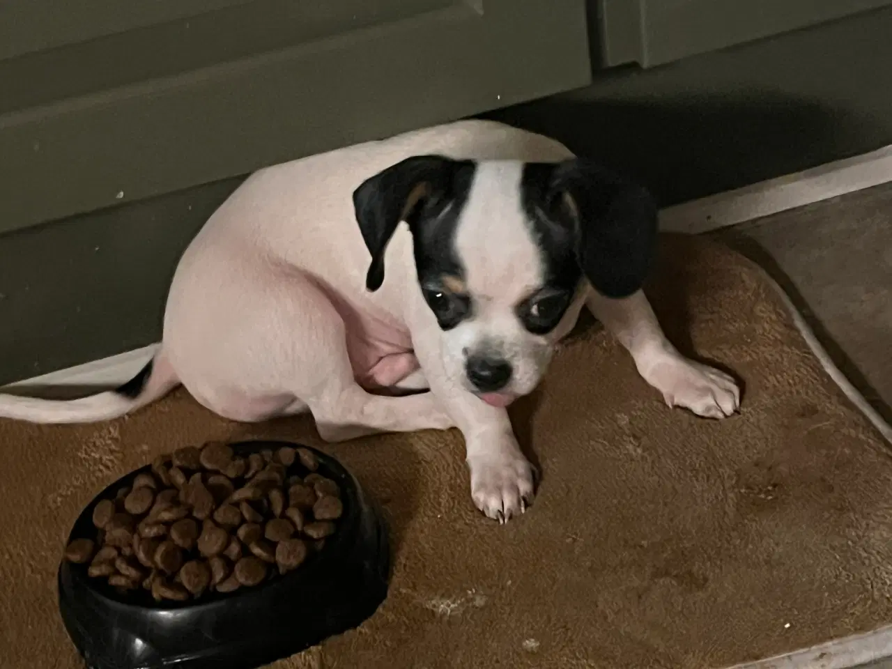 Billede 3 - Chihauhau mix hanhvalp, sælges.