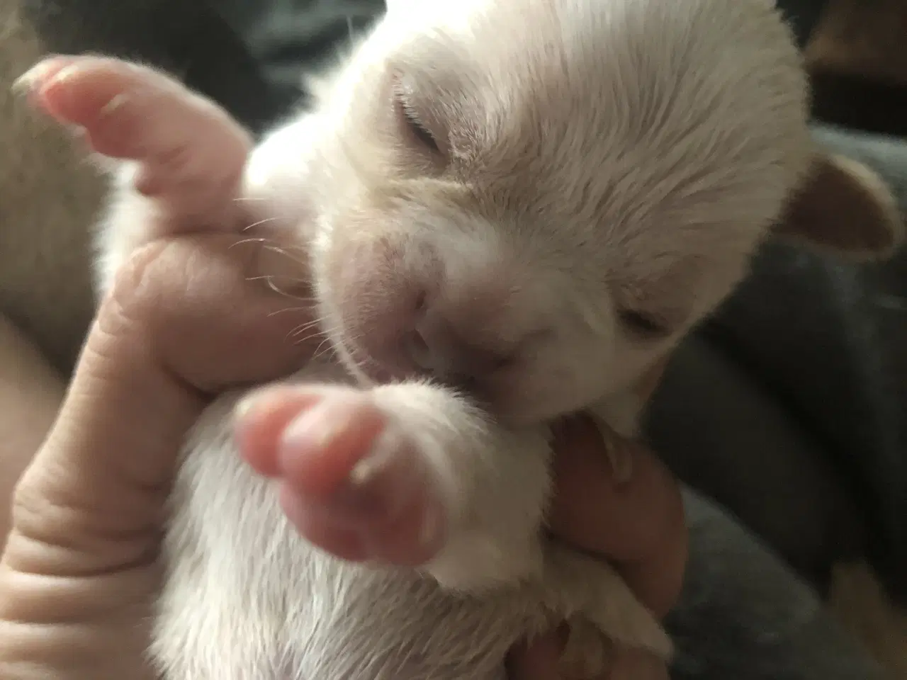 Billede 3 - Shih Tzu / Chihuahua blanding