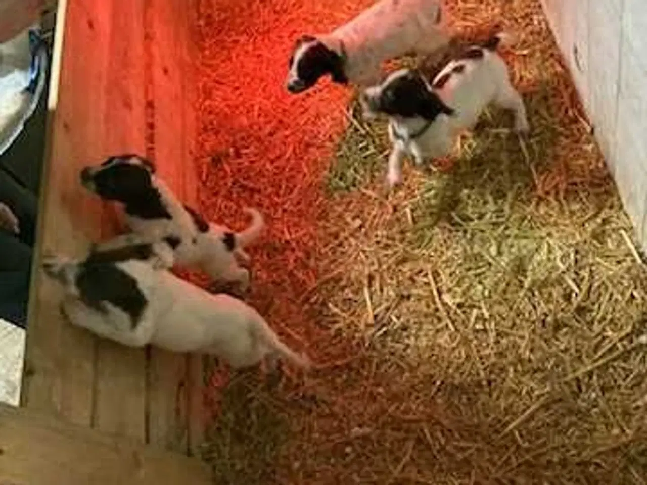 Billede 10 - Springer Spaniel hvalpe 