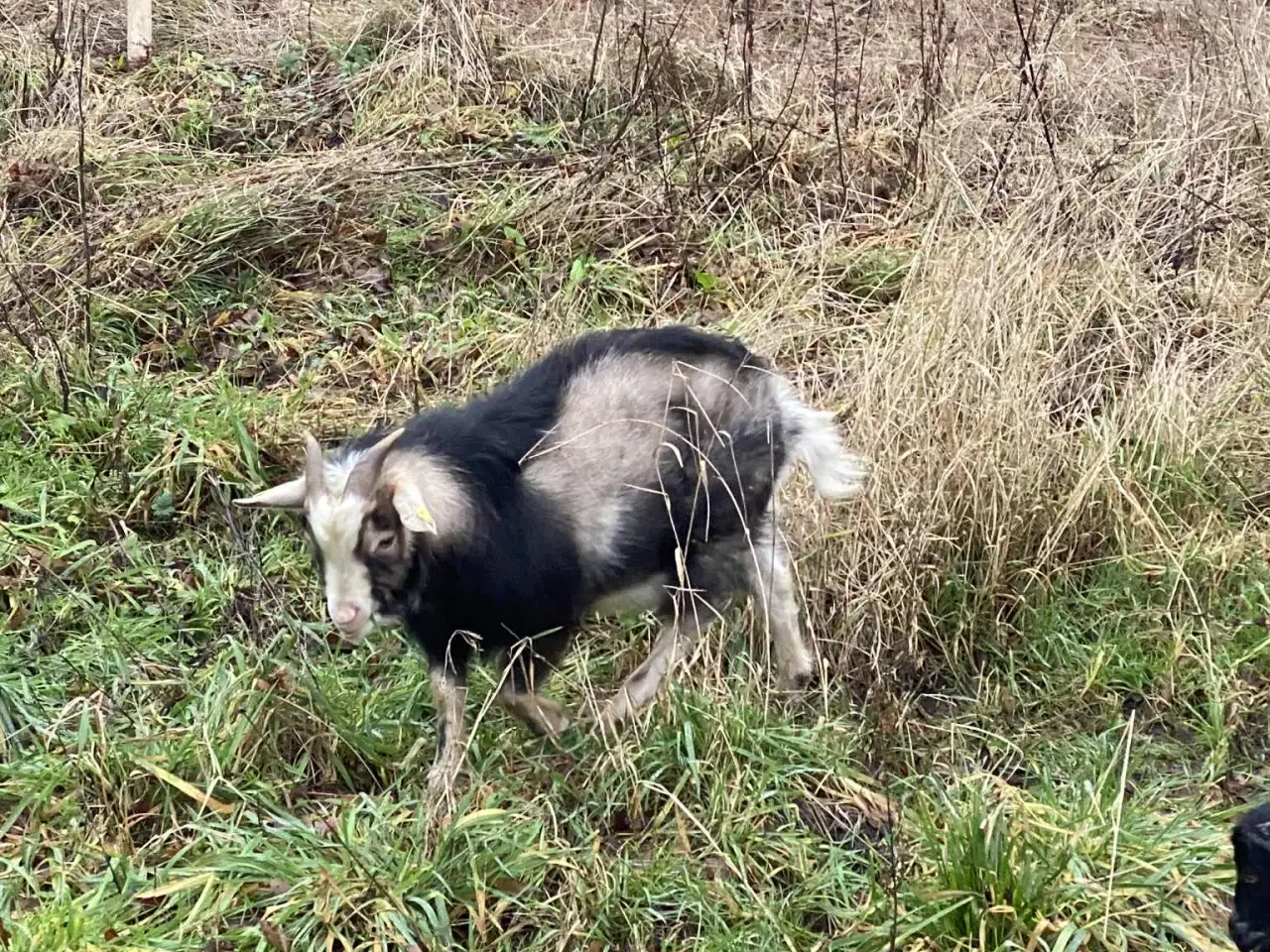 Billede 2 - Dværgged Buk søger nye damer