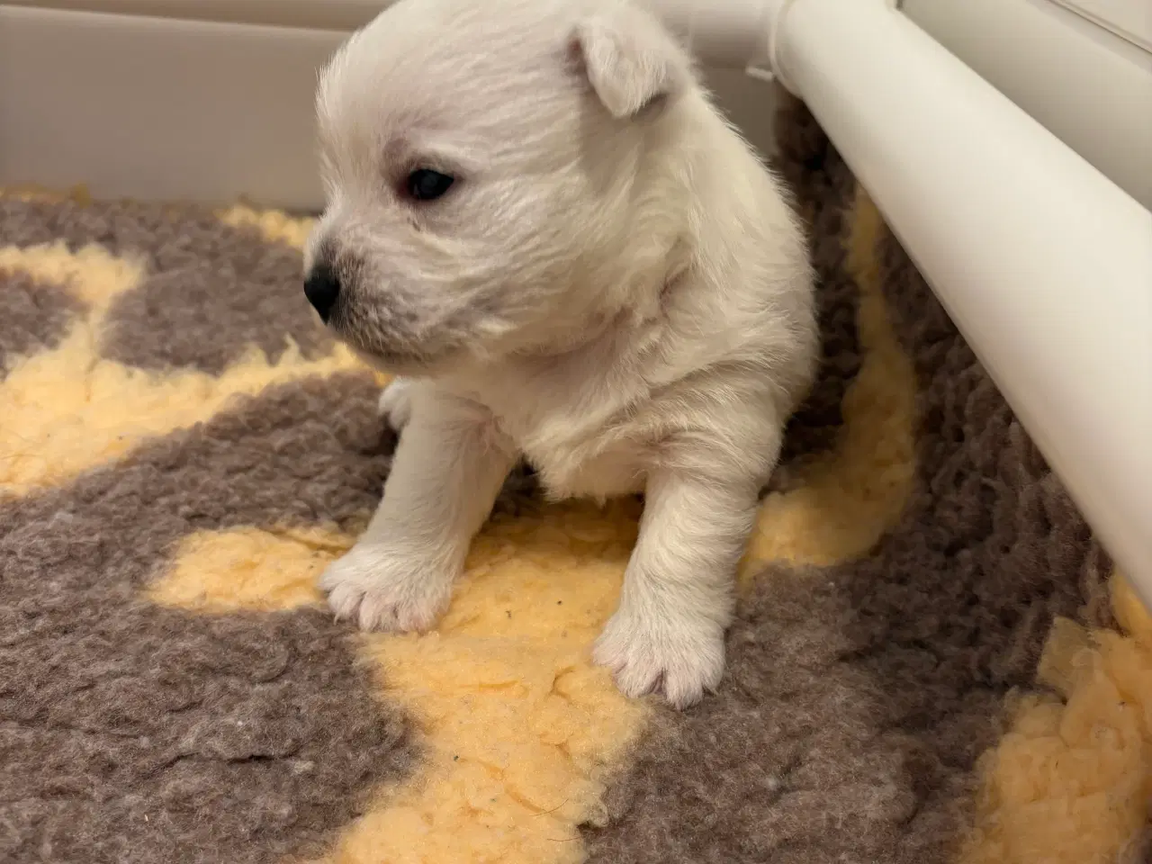 Billede 10 - West Highland White Terrier hvalpe til salg