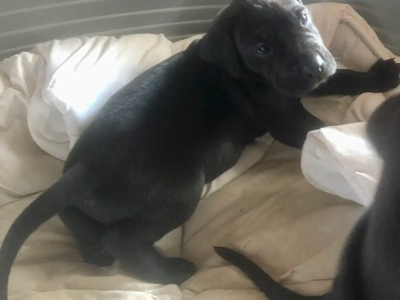 Billede 4 - Grand Danois hvalpe