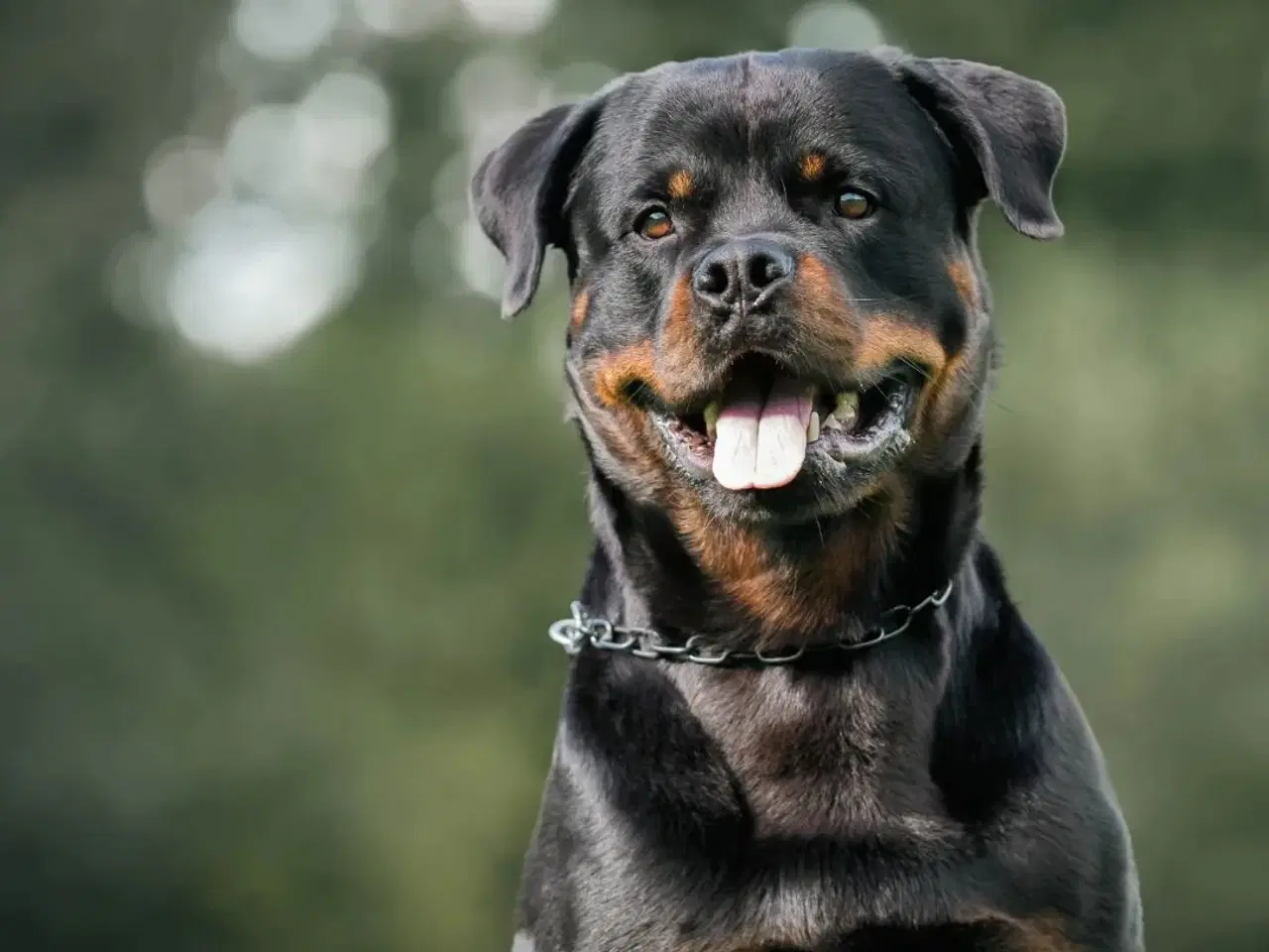 Billede 6 - DKK Rottweiler hvalp Han 