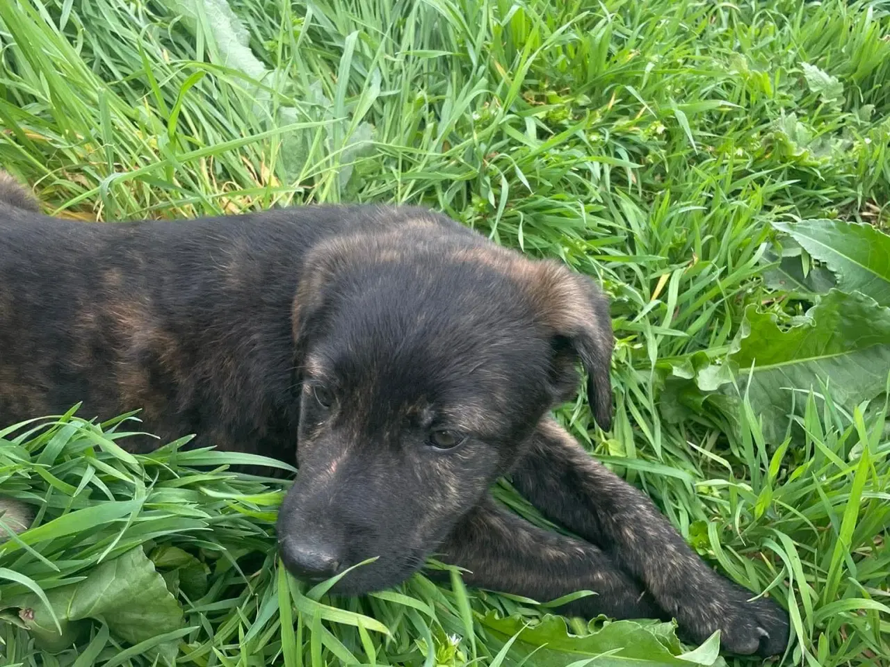 Billede 10 - Kira søger sin egen familie❤️