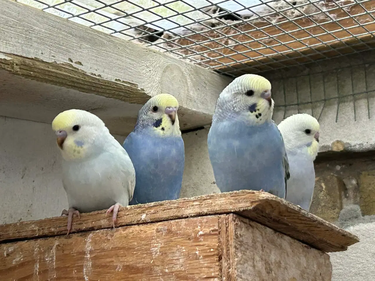 Billede 4 - Nye unger Klar 5. Maj