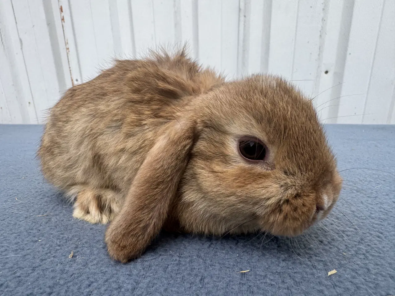 Billede 4 - Dværgvædder hankanin