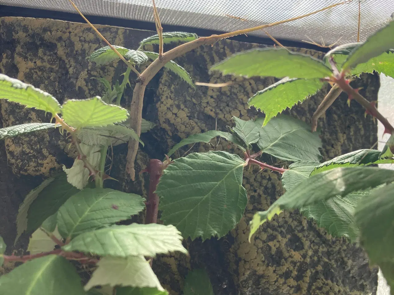 Billede 3 - Terrarium 30x30x45 m. Vandrende Pinde