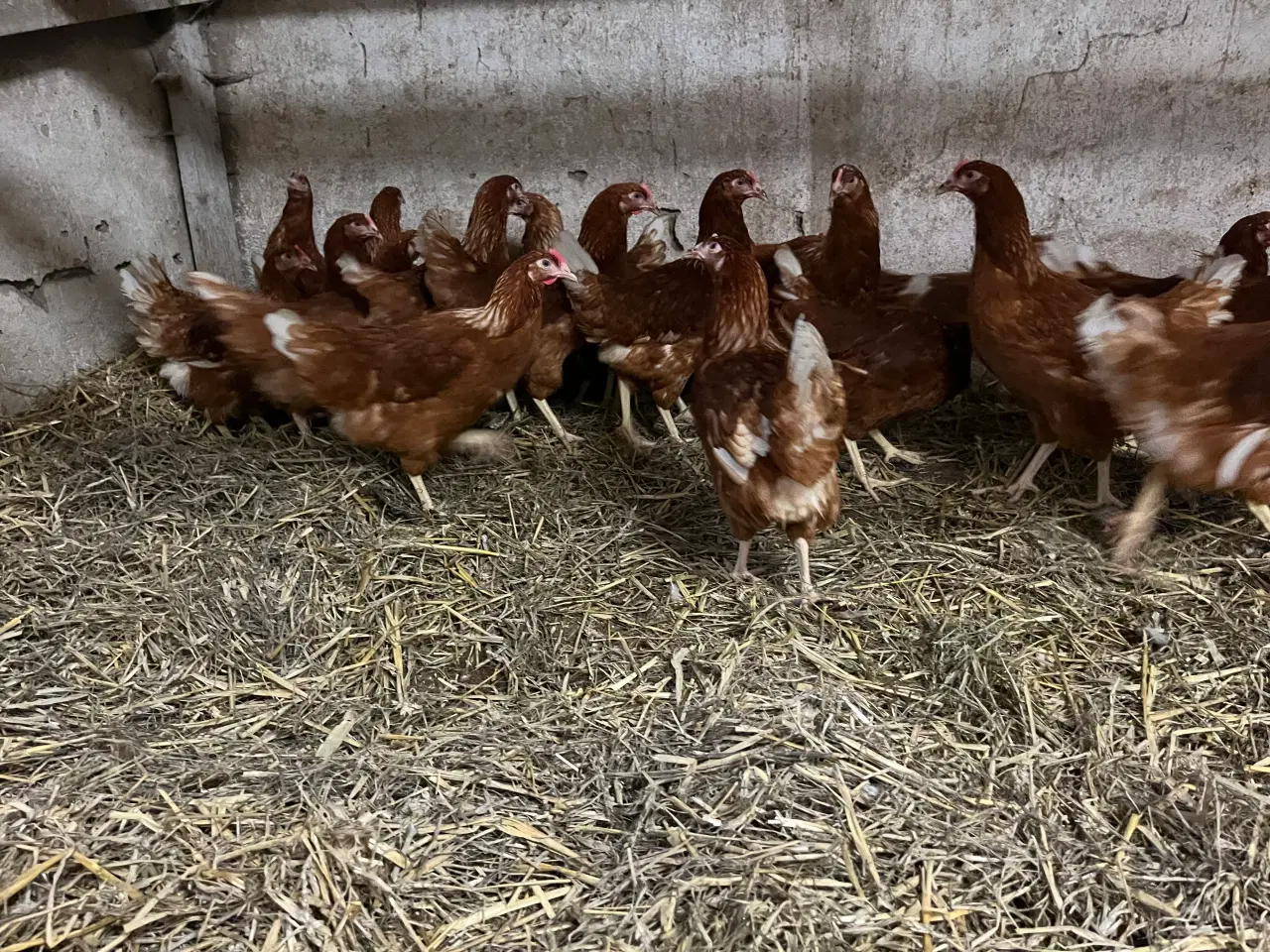 Billede 4 - Høns Isa Brown