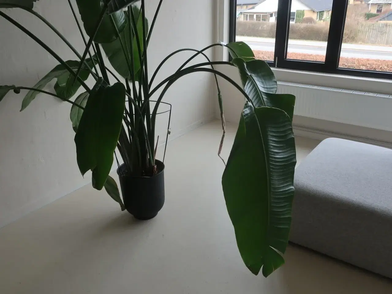 Billede 3 - Plante