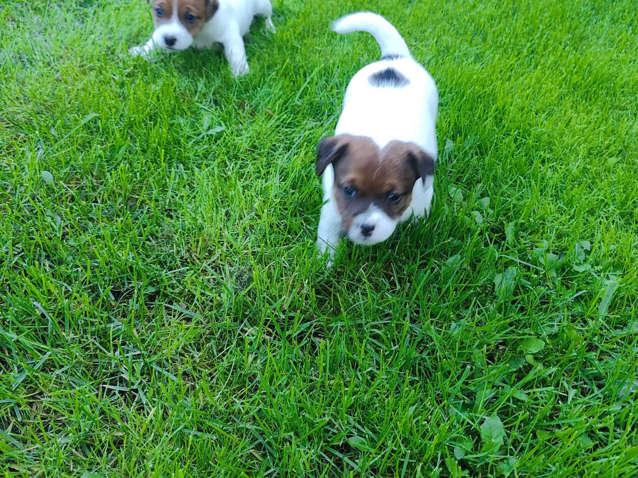 Billede 9 - Jack Russell Terrier hvalpe