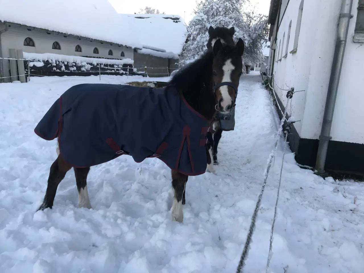 Billede 4 - Lovende 2års Welsh vallak