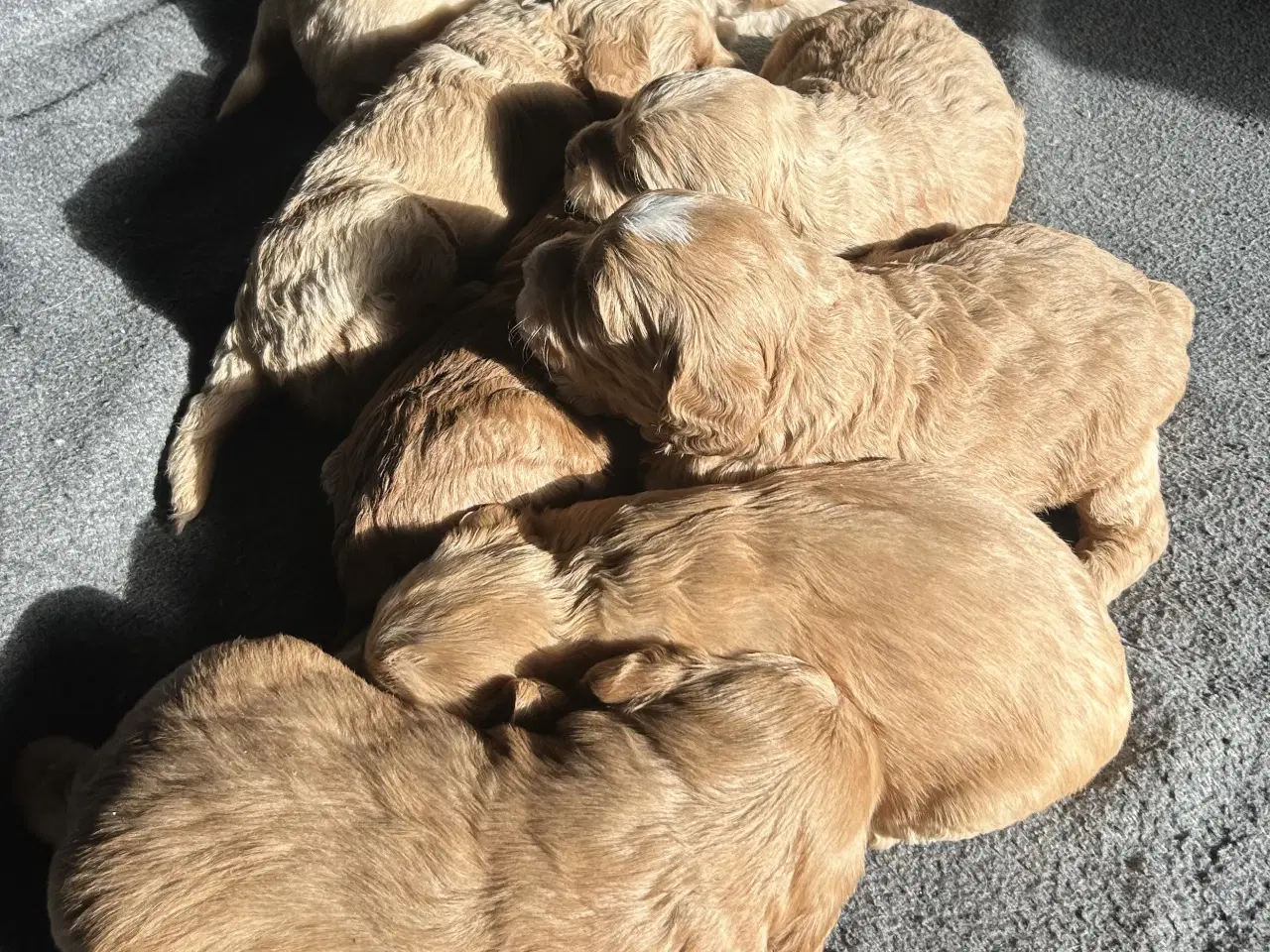 Billede 3 - Doodledoodle