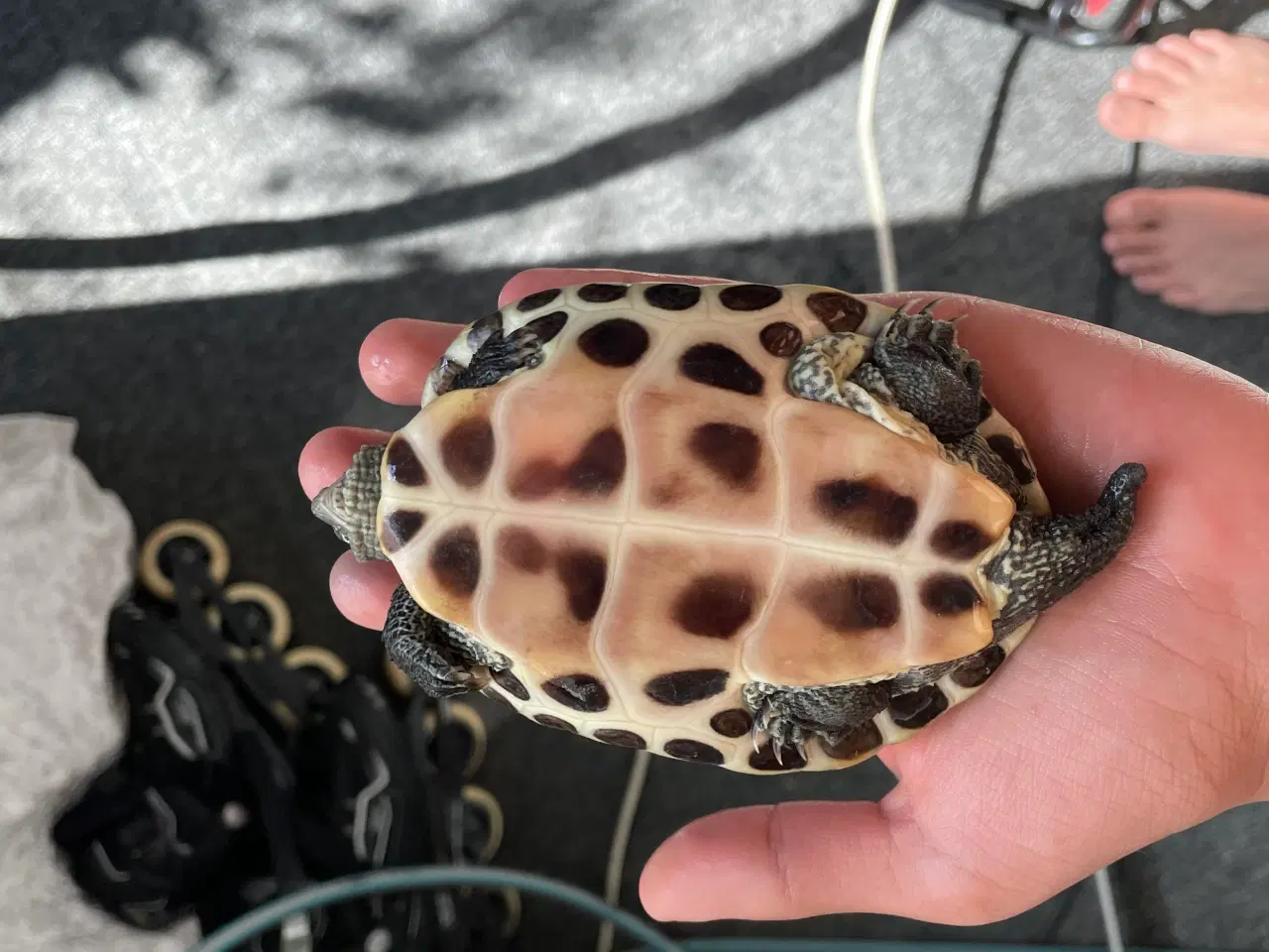 Billede 3 - Sumpskildpadde sælges i par