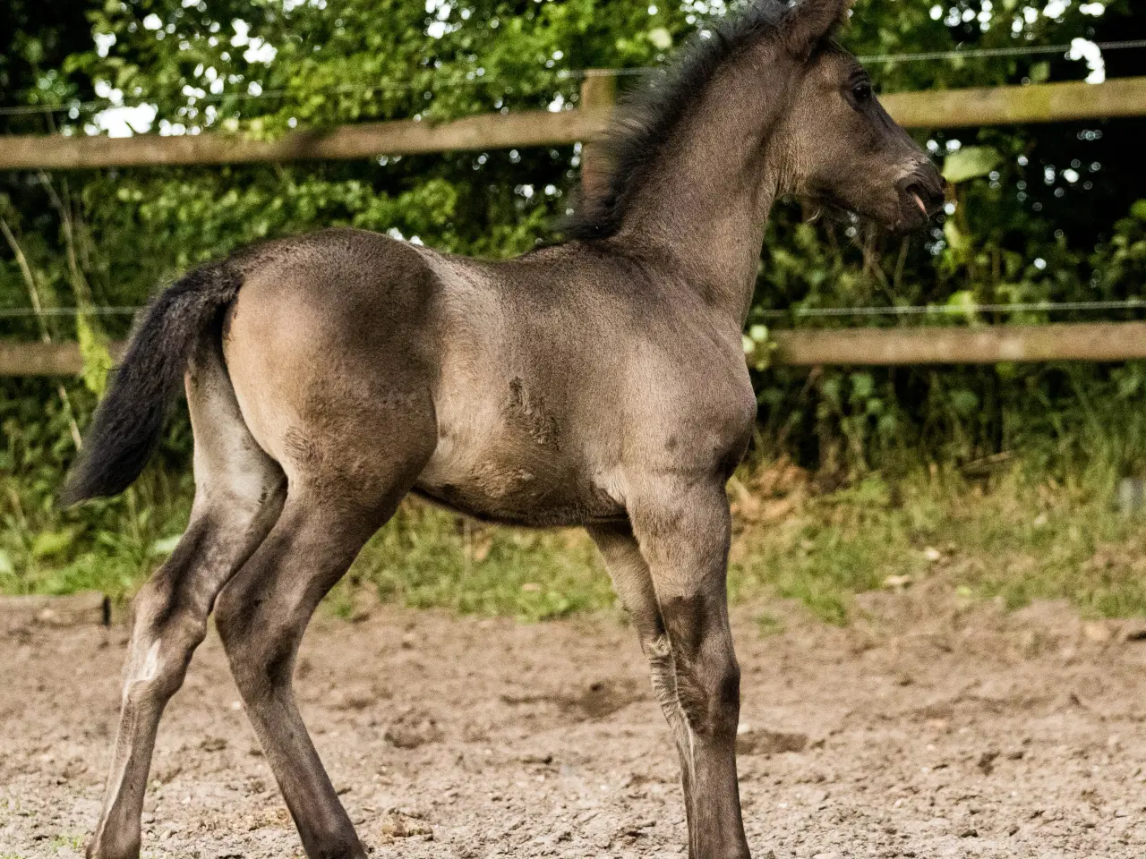 Billede 6 - charmerende kulsort hingsteføl old/DV