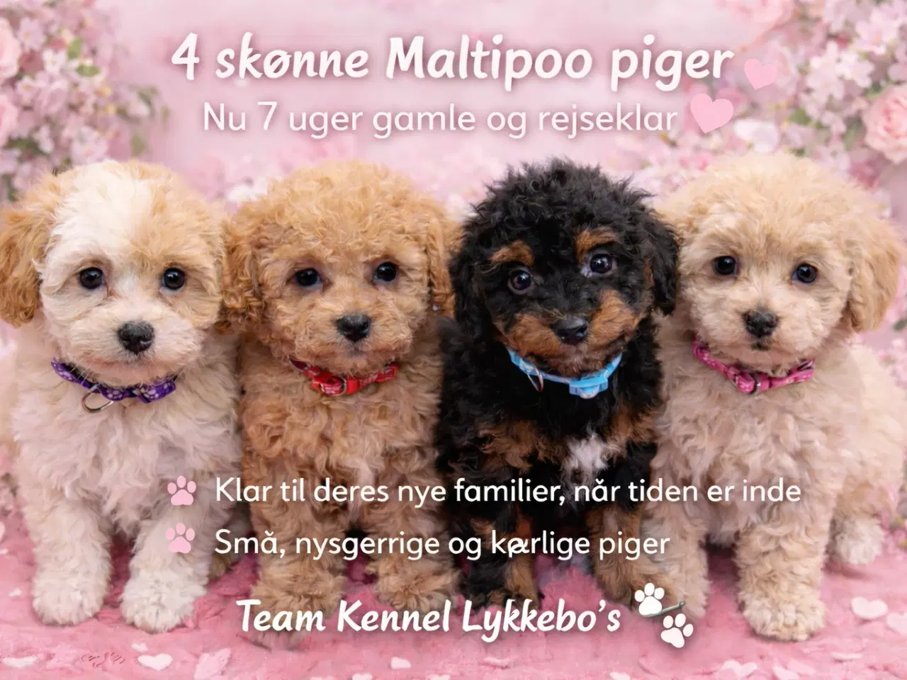 Billede 2 - 🐾✨ Skønne Maltipoo hvalpe klar mellem jul & Nytår