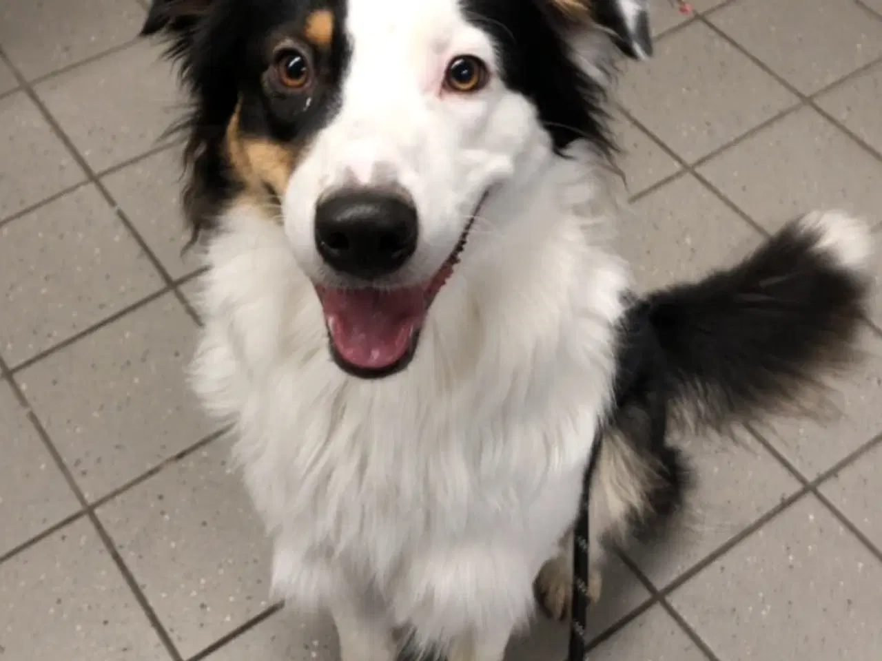 Billede 5 - australian shepherd han på 1 år 